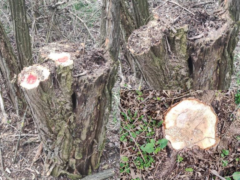 Mai multe incidente de tăiere ilegală a arborilor au fost identificate în pădurile raionului Dondușeni