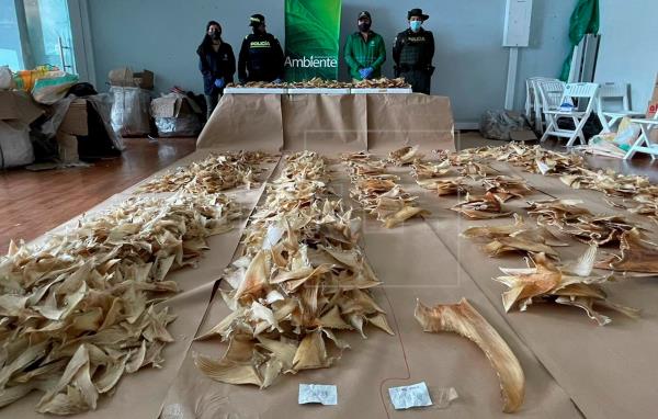 Columbia a confiscat circa 3.500 de aripioare de rechin cu destinaţia Hong Kong