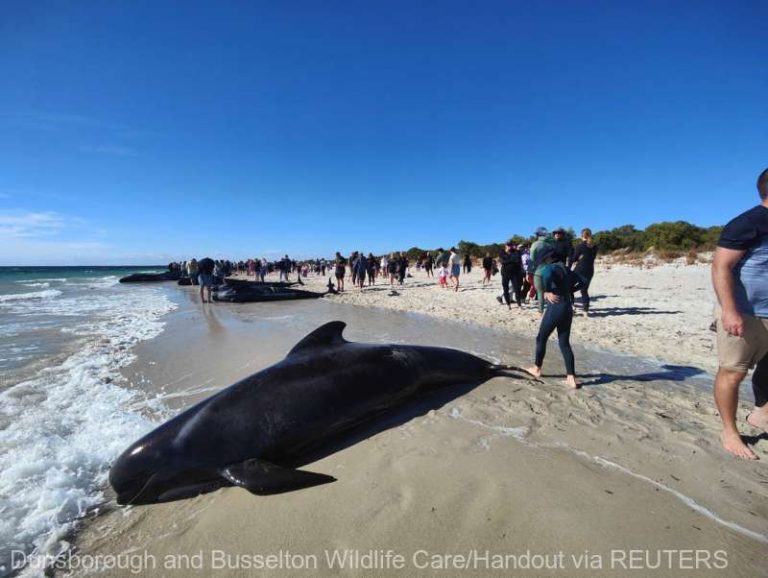 Circa 100 de balene-pilot au eşuat joi în largul coastelor statului Australia de Vest