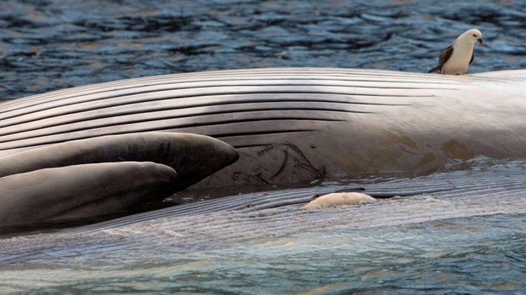 Islanda suspendă vânătoarea balenelor cu aripioare