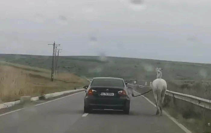 VIDEO – Un șofer de BMW și-a plimbat calul direct din mașină. Videoclipul a încins rețelele de socializare