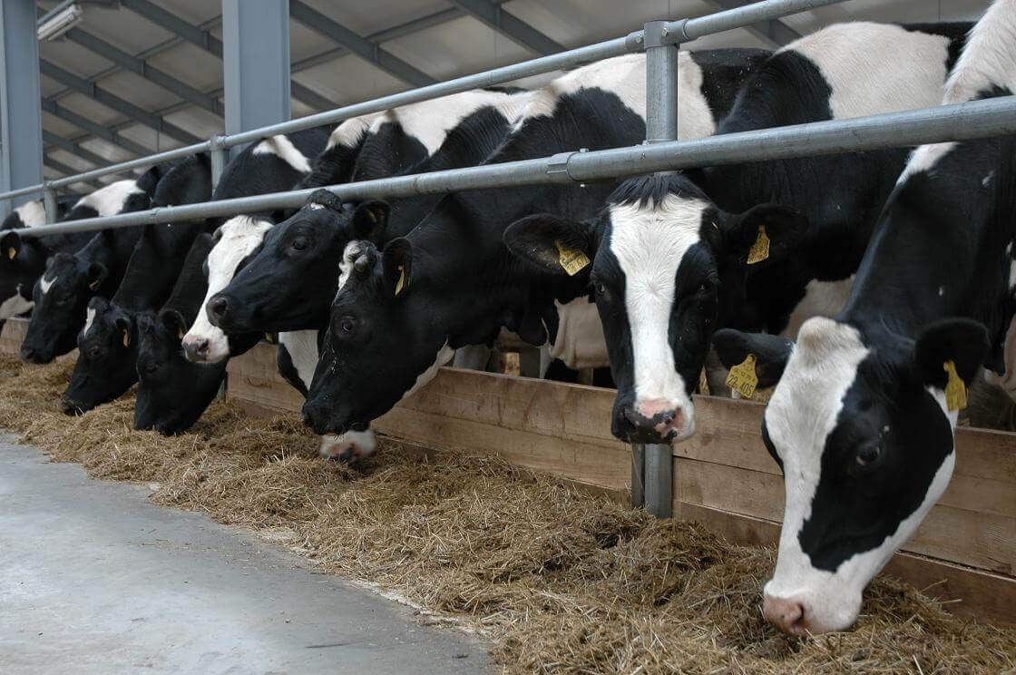Crescătorii de bovine din țară vor putea folosi un Ghid privind Crescătorii de bovine din țară vor putea folosi un Ghid privind