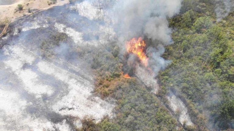 Bilanțul pagubelor produs de incendiul de la Cahul: ‘Vom cheltui peste 300 de mii de lei pentru a aduce pădurea în starea în care a fost’