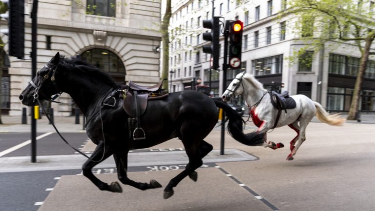 Imagini virale cu doi cai de cavalerie galopând fără control în Londra. Pentru prinderea lor a intervenit armata. Patru oameni răniți