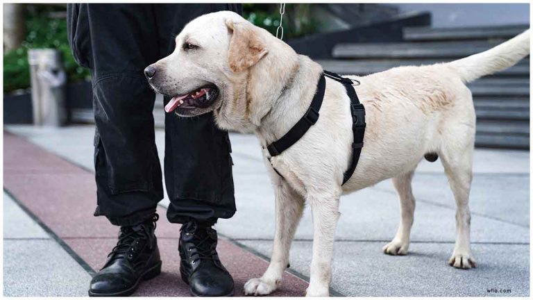 Rusia dresează 15 câini pentru detectarea pasagerilor cu COVID-19 în aeroporturi