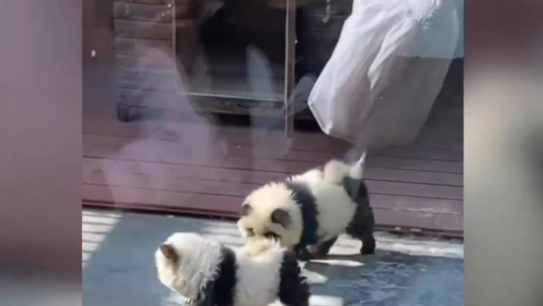 Un zoo din China a vopsit doi cățeluși în alb și negru și i-a taxat cu 3 dolari pe credulii care au mers să vadă „câinii-panda”