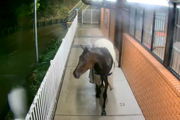 Un cal de curse a fugit din țarc și a ajuns pe peronul unei gări din Australia