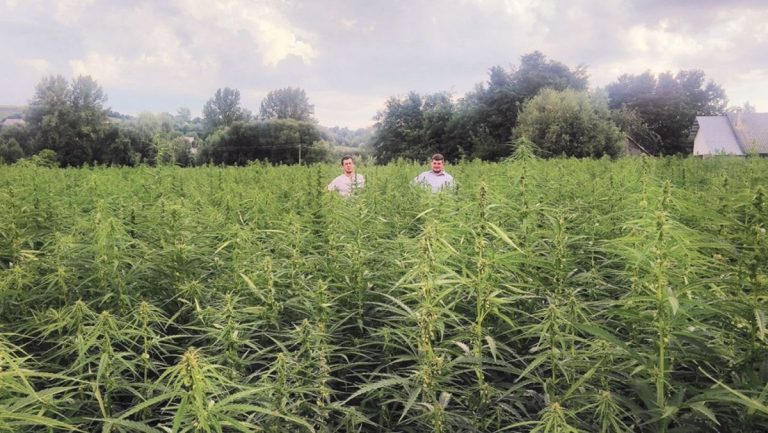 Câțiva producători agricoli solicită reglementarea cultivării cânepii industriale în Moldova