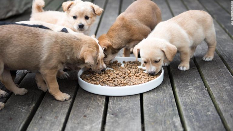 De ce n-ar trebui să dăm câinilor doar conserve sau plicuri cu hrană umedă