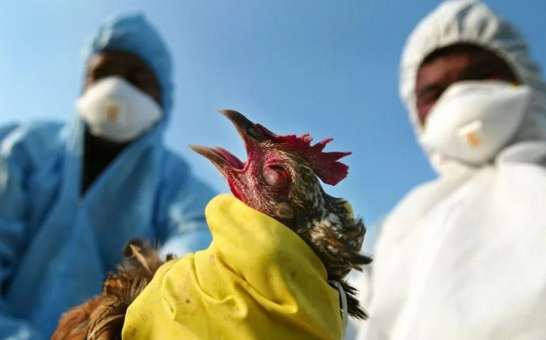 Aproximativ 110 mii de găini vor fi omorâte în Japonia din cauza gripei aviare