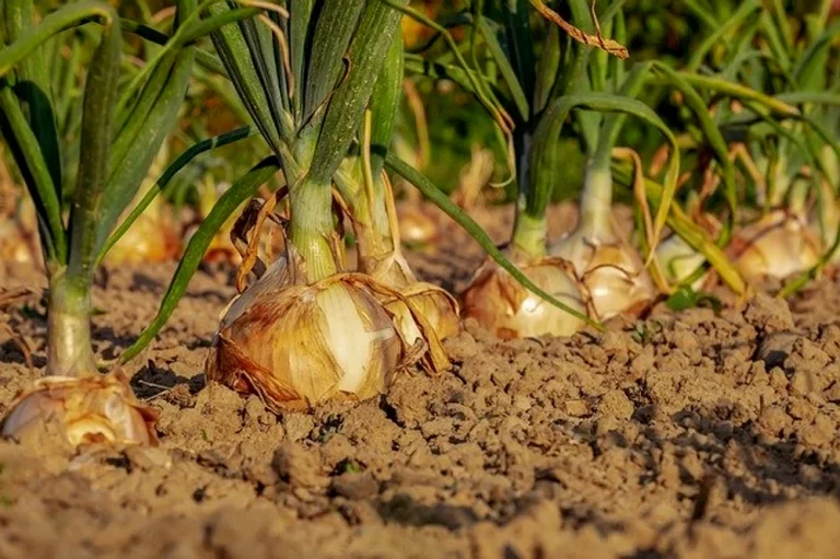 DDT, o substanță interzisă în urmă cu zeci de ani la nivel european, a fost descoperită în legumele vândute în piețe