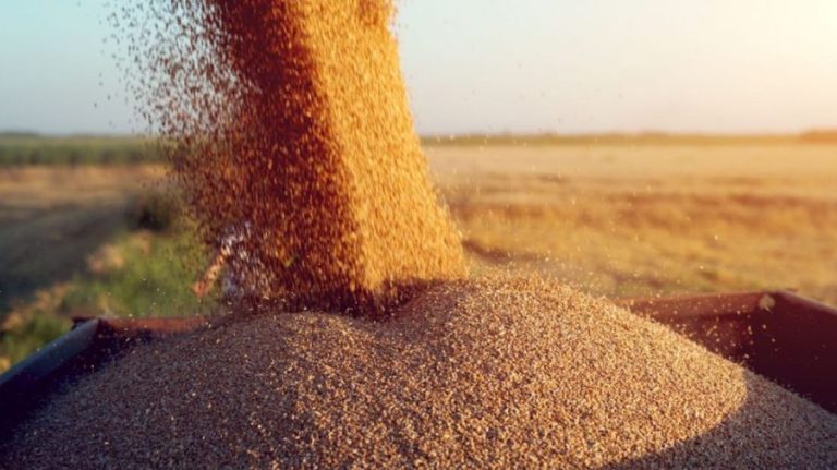 Statul vrea să reintroducă licenţierea la importul de cereale. Proiectul a fost depus la Parlament