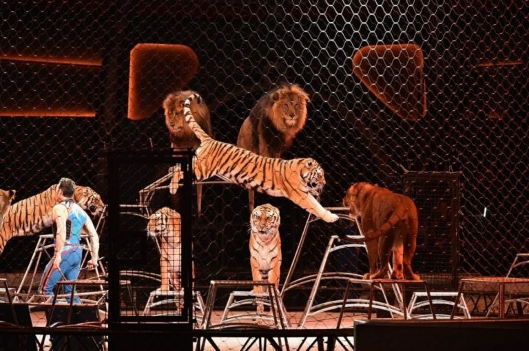 Tragedie într-un circ din sudul Italiei – Un dresor a fost ucis de patru tigri în timpul unei sesiuni de antrenamente