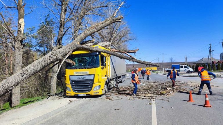 Drumarii avertizează șoferii să fie atenți. Mai mulți copaci au fost doborâți