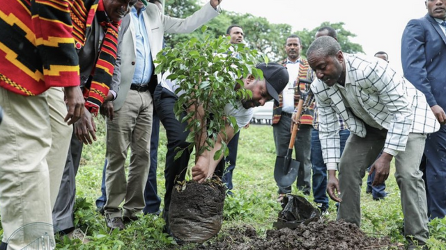 Un nou record mondial – Etiopia a plantat peste 350 de milioane de copaci în 12 ore