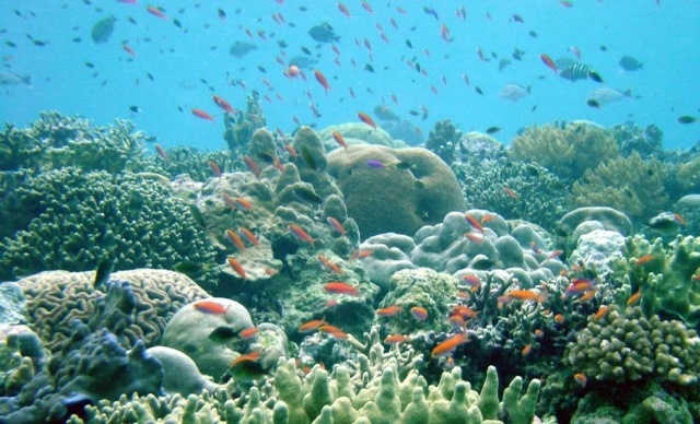 Coralii, ameninţaţi cu dispariţia în insulele franceze din Oceanul Indian