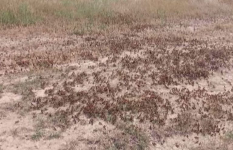 O mulțime de lăcuste a distrus sute de hectare de culturi agricole în sudul Republicii Moldova