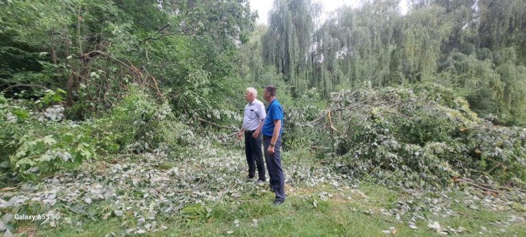 Defrișări ilegale de pădure la Brătușeni