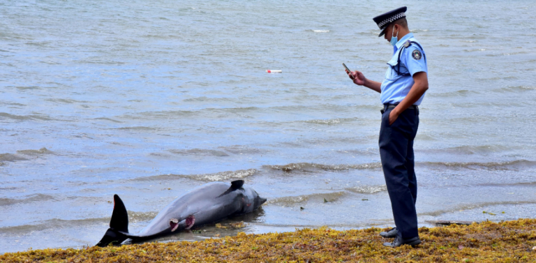 Proteste în Mauritius după moartea unor delfini