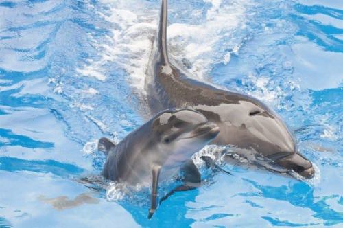 Peste 900 de delfini au eşuat pe plajele litoralului atlantic francez de la jumătatea lunii decembrie