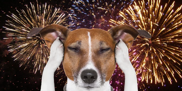 Sfaturi care te vor ajuta să îți câinele sau pisica în timpul focurilor de artificii
