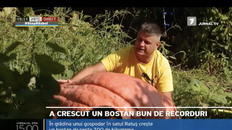 În grădina unui gospodar de la Ratuș crește un dovleac de peste 700 kg