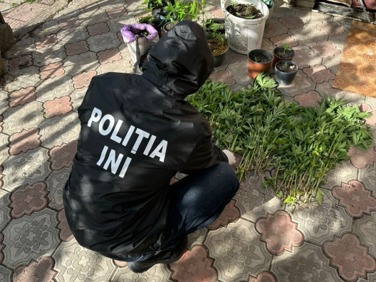 Liderul unei grupări care cultiva plante de marijuana la domiciliu, arestat 