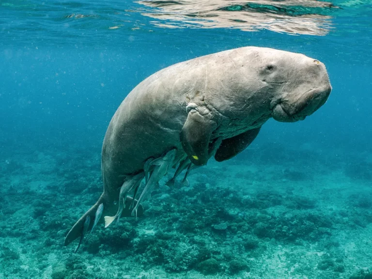 Populaţiile de dugong, în scădere, îşi pierd diversitatea genetică (studiu)