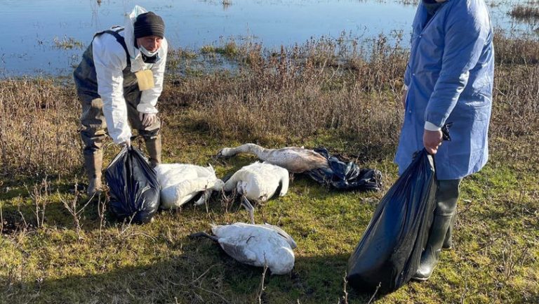În Chișinău a fost declarată situație excepțională din cauza depistării unor focare de gripă aviară