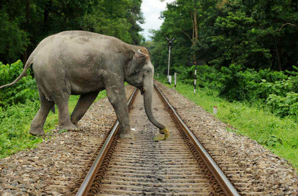 Patru elefanţi sălbatici au murit loviți de un tren în nord-estul Indiei