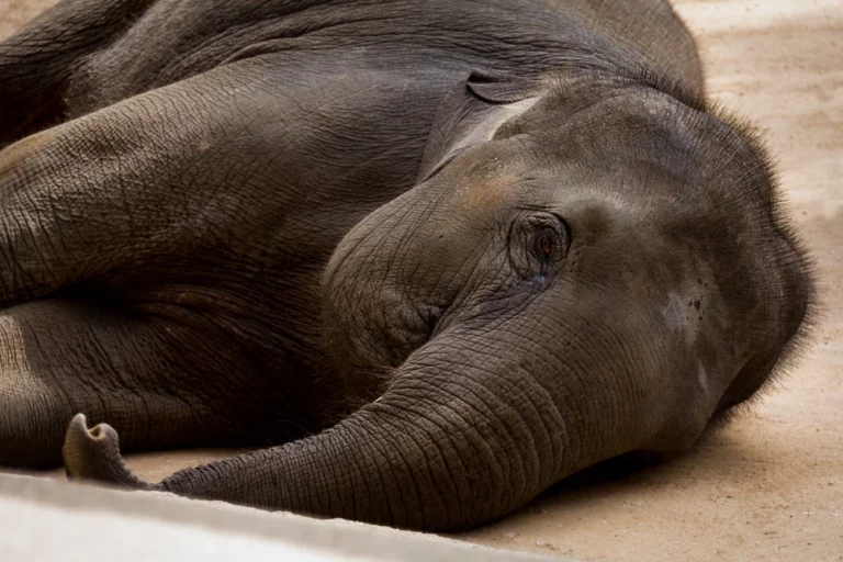Zeci de elefanți mor pe șinele de cale ferată. Ce soluție au găsit autoritățile din India pentru salvarea lor