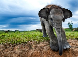 Indonezia : Un elefant de Sumatra (o specie aflată în pericol critic) s-a născut  într-o pădure protejată