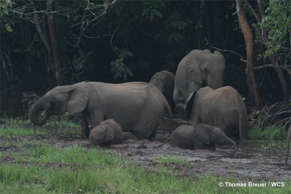 Elefanţii din Thailanda, victime colaterale ale epidemiei de coronavirus