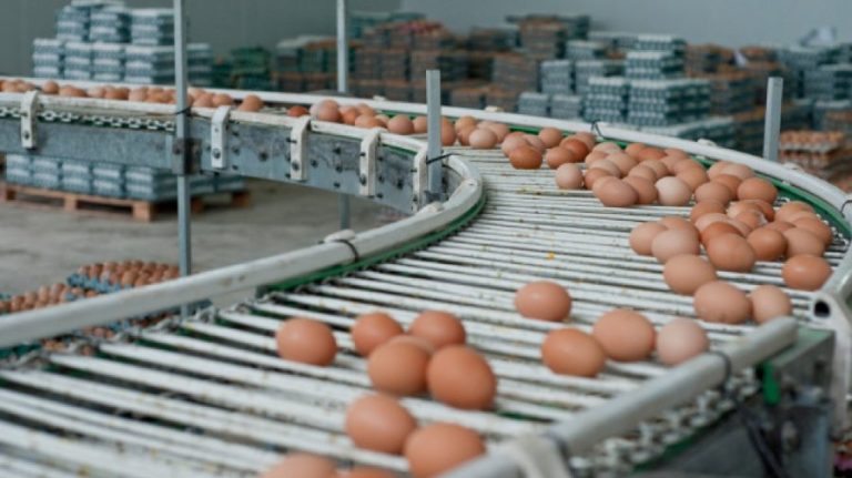 Republica Moldova nu are încă un agent economic autorizat să exporte ouă în Uniunea Europeană. Ce spune ministrul Agriculturii