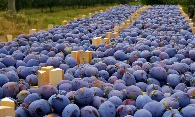 Analize la sfârșit de an. Câte prune au fost exportate din Republica Moldova. Cele mai multe prune au fost exportate în România