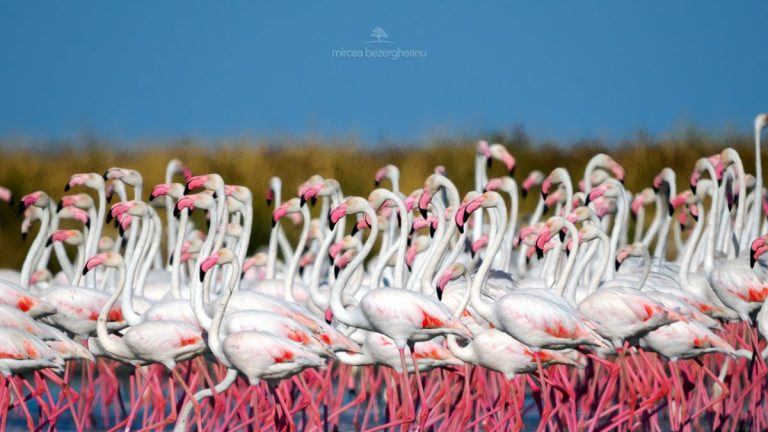 FOTO/ Stoluri de flamingo în Delta Dunării: ce-i aduce în zona de nord a Mării Negre