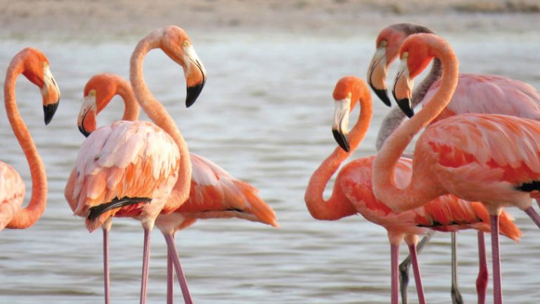 Imagini spectaculoase. Păsările flamingo au poposit în Delta Dunării
