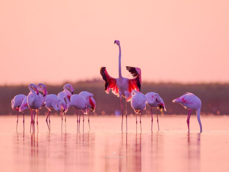 Zeci de păsări flamingo, văzute în Delta Dunării, România. Sunt șanse mari să rămână