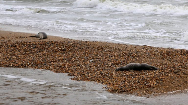 Aproape 170 de foci dintr-o specie pe cale de dispariţie, găsite moarte pe ţărmurile Mării Caspice