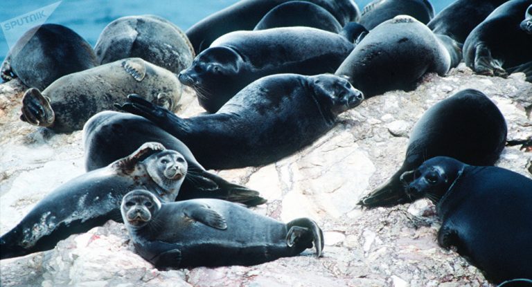 Peste 140 de foci moarte au fost descoperite în Lacul Baikal; experţii ruşi se tem de o epidemie