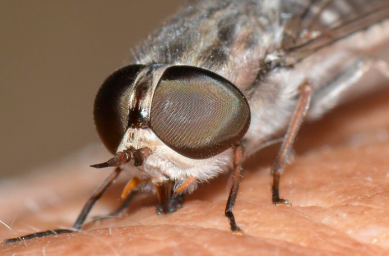 Cercetătorii au descoperit un tip de feromoni care ar putea ajuta la combaterea muştelor ţeţe