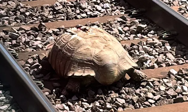 O ţestoasă rănită pe şinele de cale ferată a dat peste cap traficul feroviar din UK