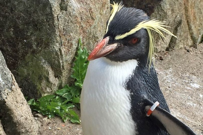 Cel mai bătrân PINGUIN din Edinburgh a fost ucis de o vulpe