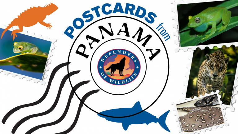 Reprezentanţi din peste 180 de ţări se reunesc în Panama în cadrul unui summit privind speciile ameninţate