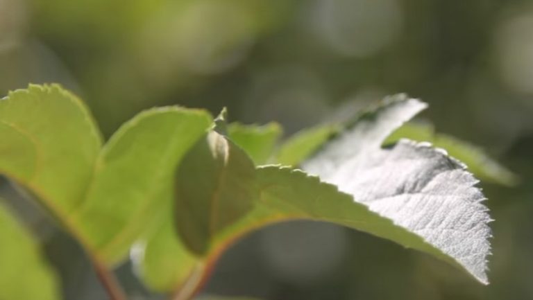 Oamenii de ştiinţă au dezvoltat un nou tip de ‘frunză artificială’