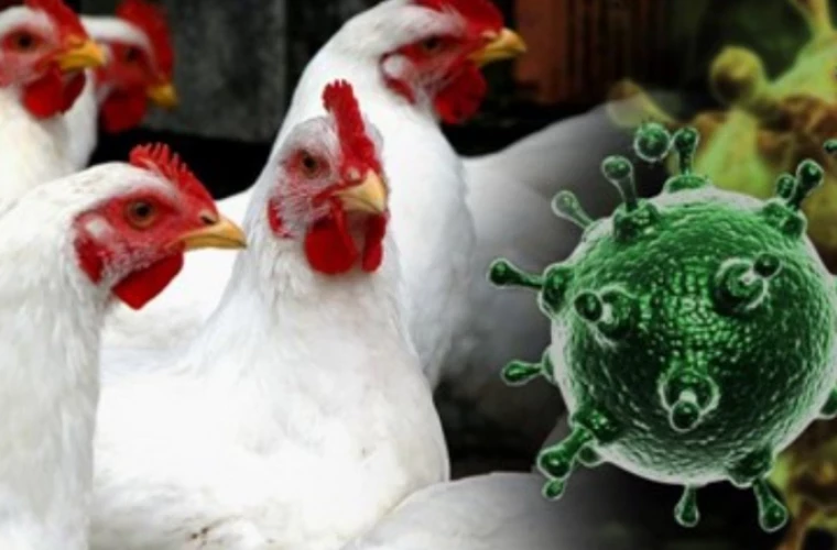 Mii de găini vor fi sacrificate în Danemarca din cauza unui focar de gripă aviară