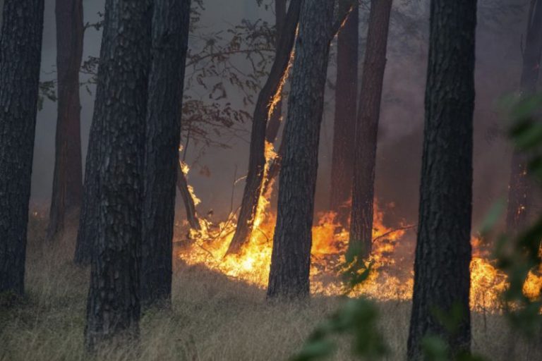 Incendiile de vegetaţie continuă să se manifeste în Germania, alimentate de temperaturile ridicate şi de secetă