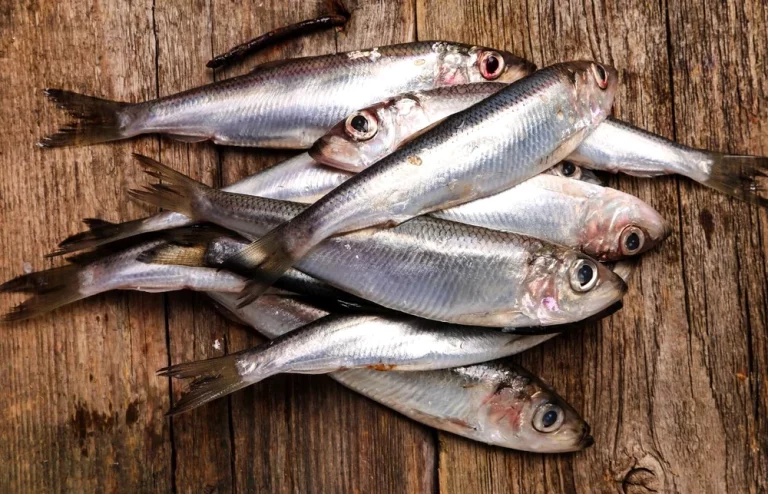 Înlocuirea cărnii roșii cu hering, sardine și hamsii ar putea salva 750.000 de vieți pe an, arată un studiu