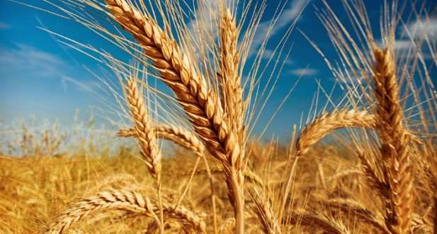 Turcia interzice importurile de grâu