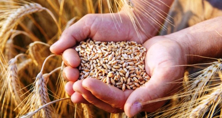 Agricultorii susțin că în acest an, vor avea recoltă mică din cauza condițiilor meteorologice